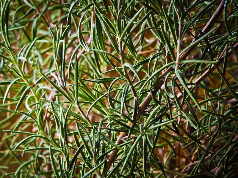 Spices and Herbs