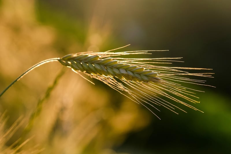 Local Food Producer