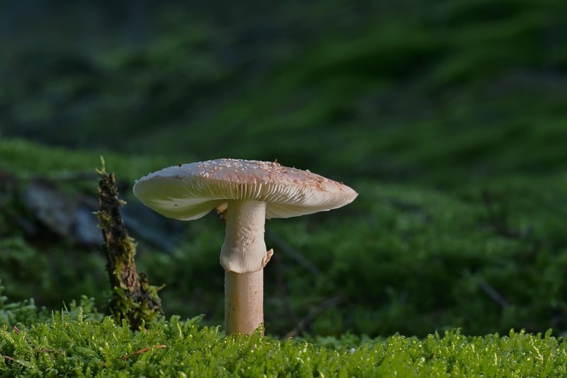 Renaissance Mushroom Dish